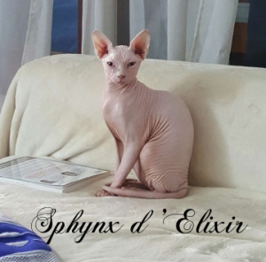 chat blanc