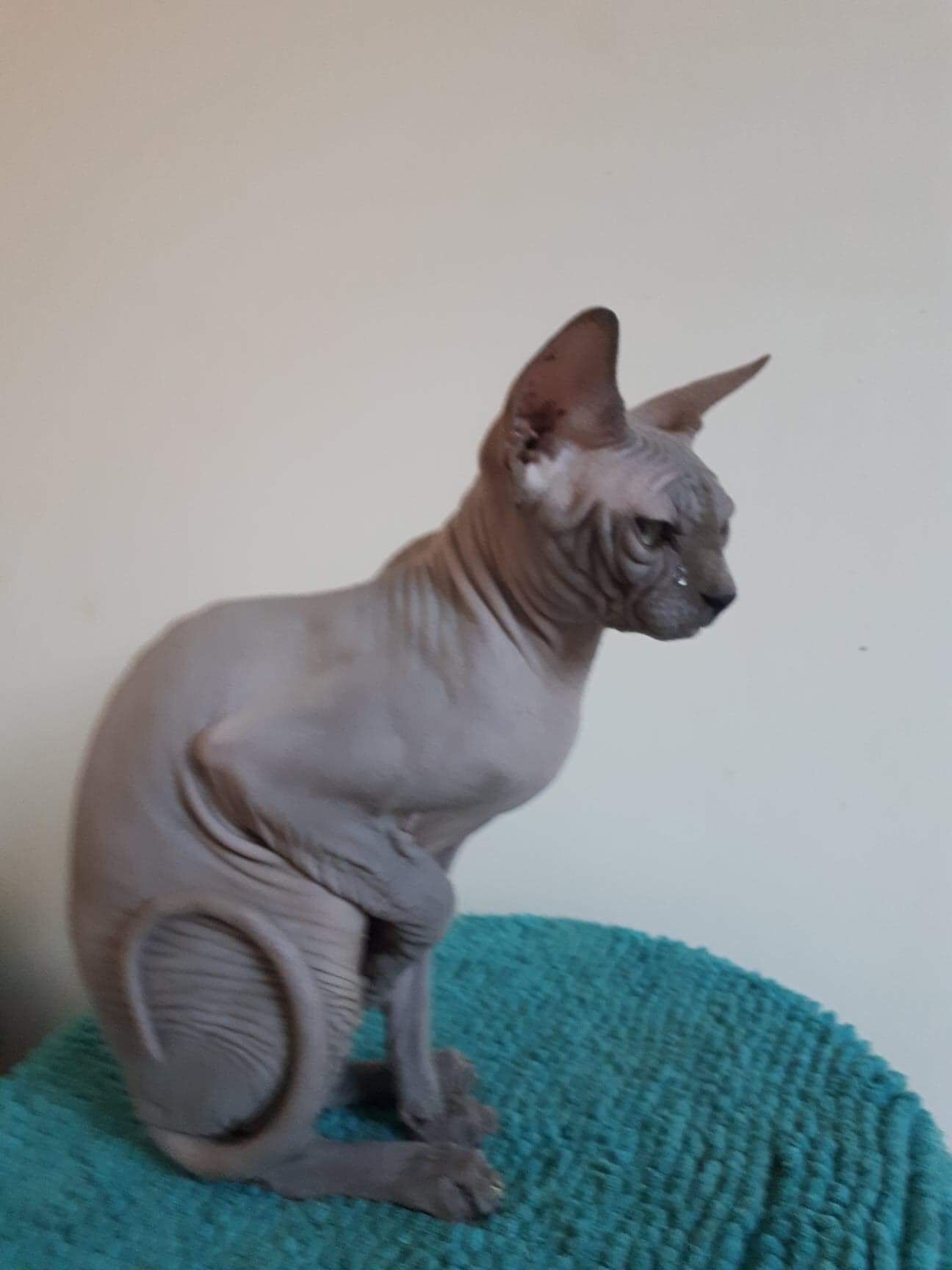 Chat Sphynx Retraite D Elevage A Adopter
