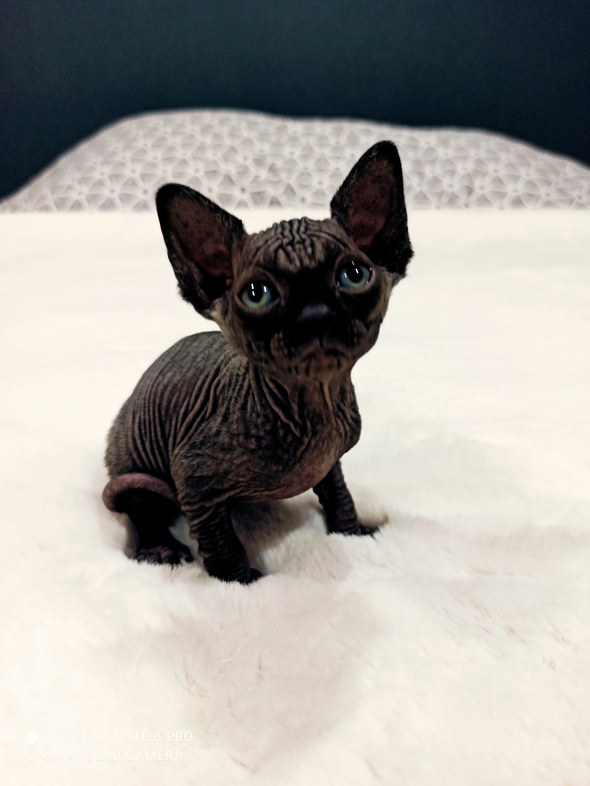 Chatons disponibles Chatterie des Sphynx d