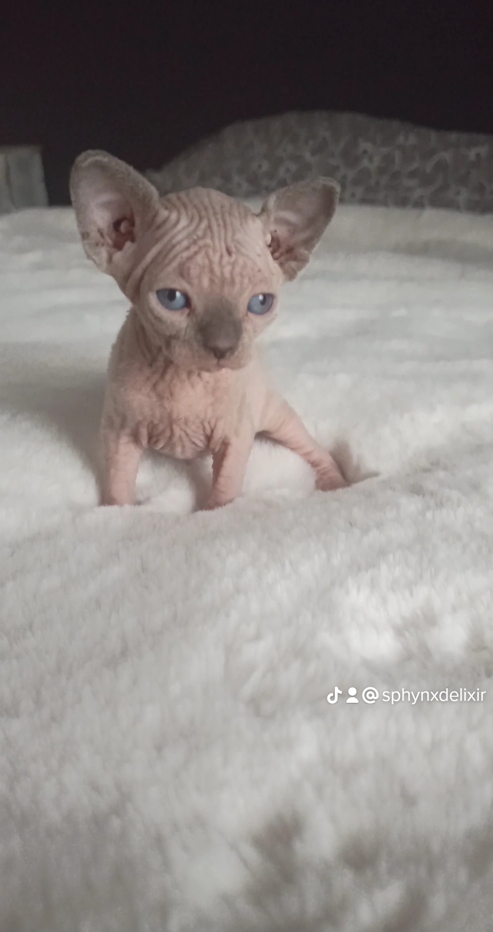 Chatons disponibles Chatterie des Sphynx d