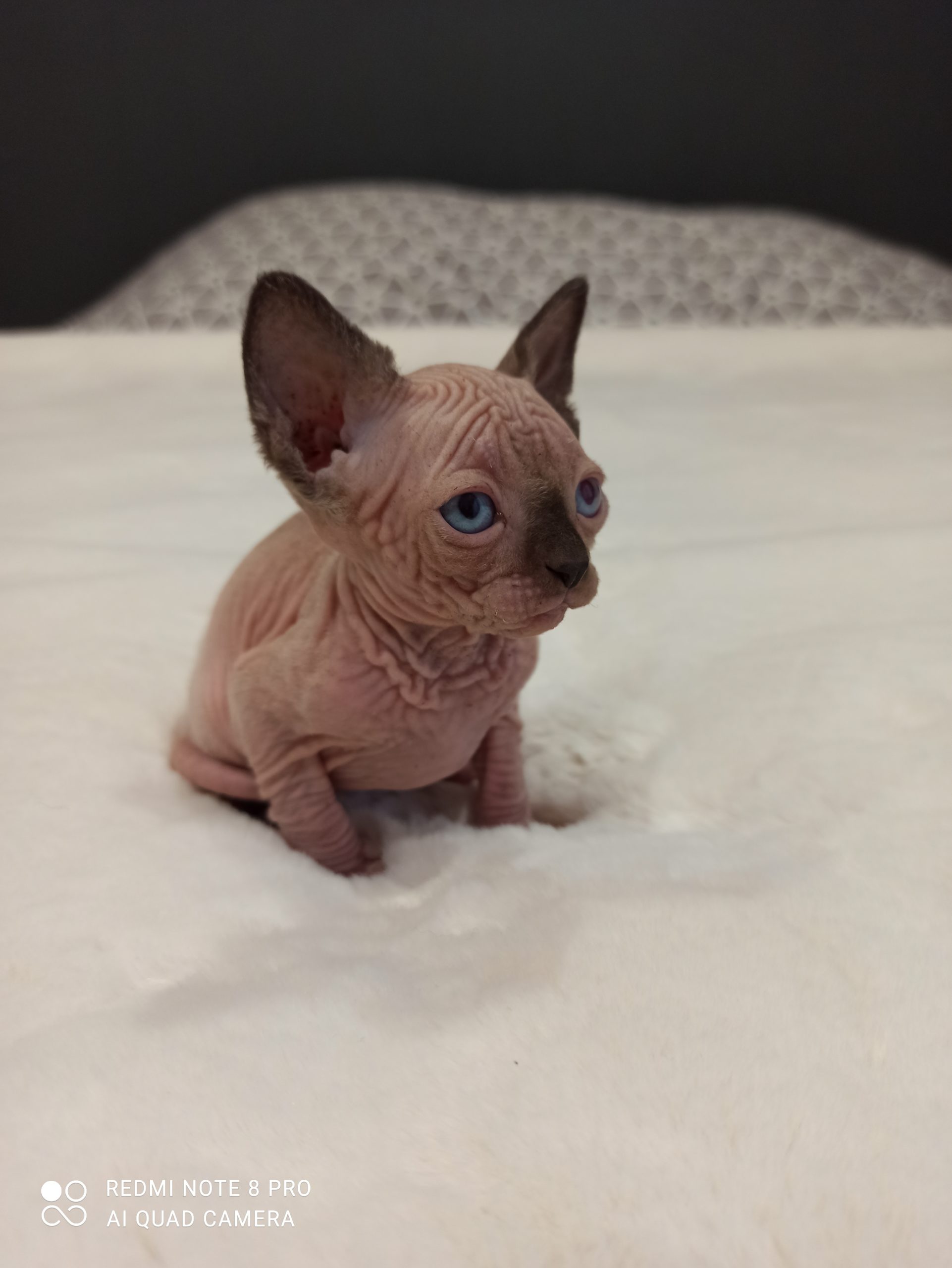 Chatons disponibles Chatterie des Sphynx d