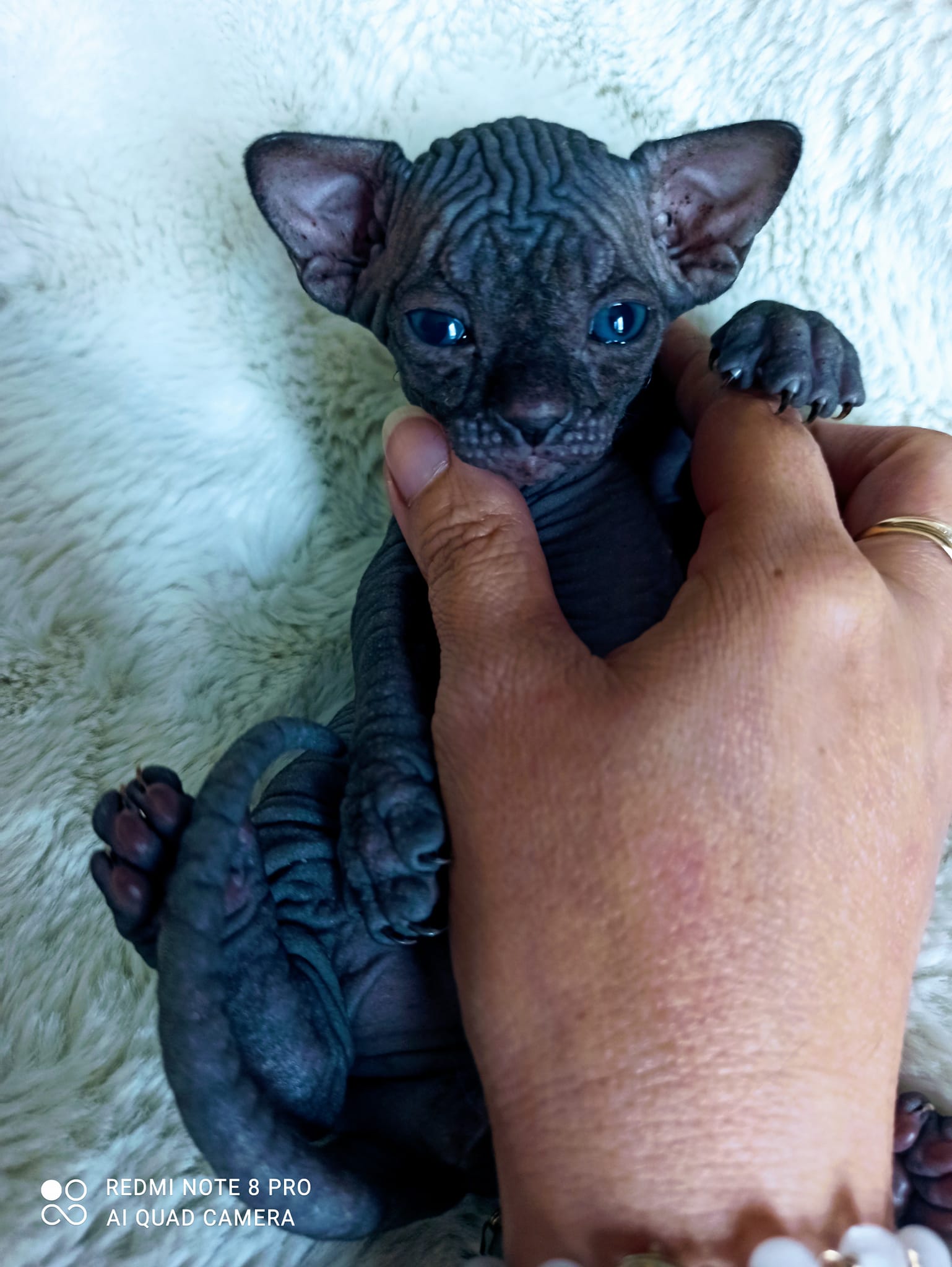 Chatons disponibles Chatterie des Sphynx d